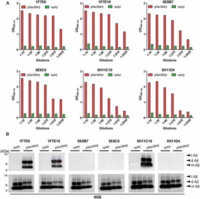 Novel Phosphorylation-State Specific Antibodies Reveal Differential Deposition of Ser26 Phosphorylated Aβ Species in a Mouse Model of Alzheimer’s Disease